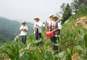 薅草过敏了怎么办，薅草过敏有什么症状
