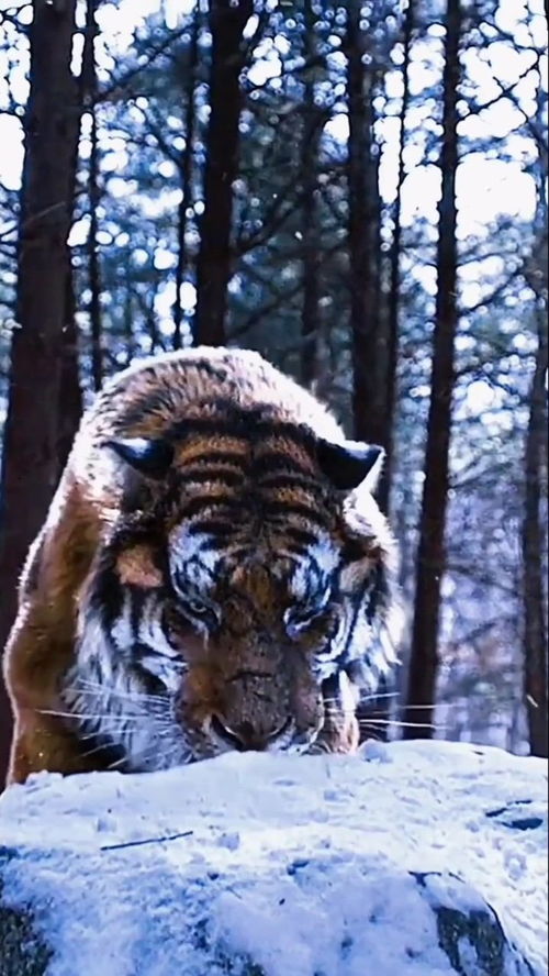 龙争虎斗的意思