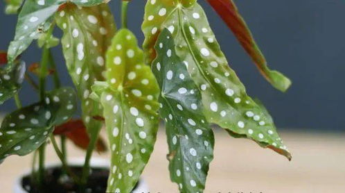 镜面草的风水作用镜面草的风水作用简介