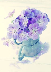 violet怎么读用英语怎么说