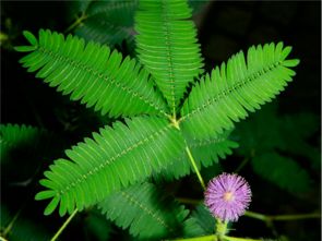 含羞草为什么会害羞