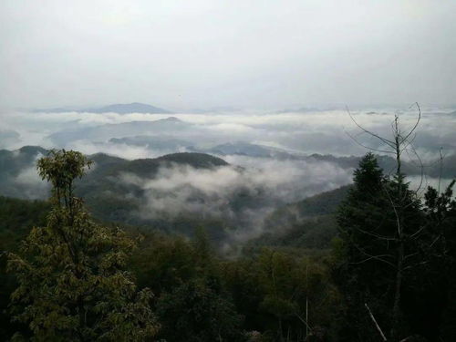 岗山社区位于哪个市哪个区