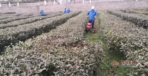 香港海洋公园到尖沙嘴码头的路线