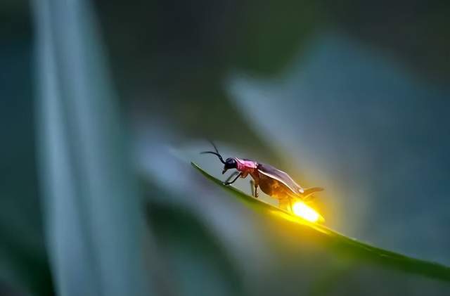 昆虫作文300字，昆虫作文100字