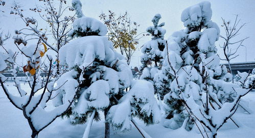 纷纷暮雪下辕门下一句，纷纷暮雪下辕门,风掣红旗冻不翻扩写