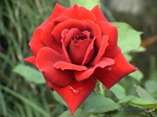 瑰的拼音和部首