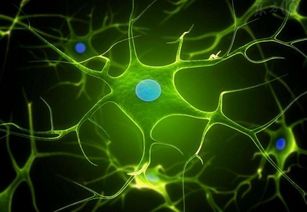 神经元名词解释