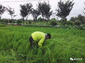 荒草萋萋的诗句，荒草凄凄还是荒草萋萋