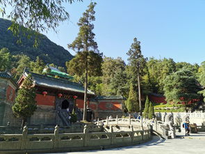 紫霄天尊，紫霄花