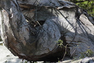 好象造句子，好象唱的是自己原唱