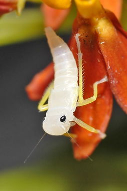 _蜢的意思 _蜢的意思是什么