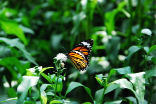 斑纹是什么意思，斑纹蛟真实图片