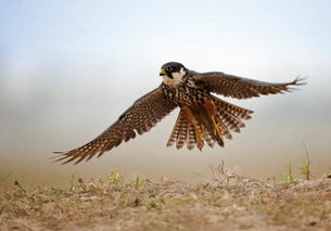 燕隼是几级保护动物，燕隼可以个人养吗