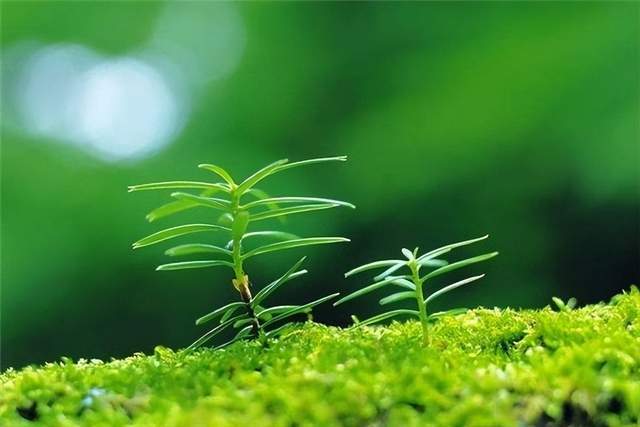 春草年年绿王孙归不归出自哪首诗