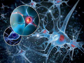 神经元细胞可以再生吗，神经元细胞核的特点是