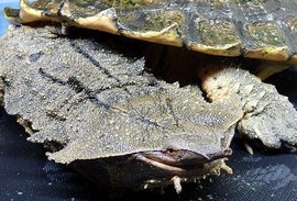 枯叶龟是不是保护动物，枯叶龟怎么养