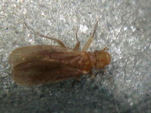 这是啥虫 我在宿舍厕所洗衣服洗澡之后,衣服上找到几只这种虫,爬身上痛