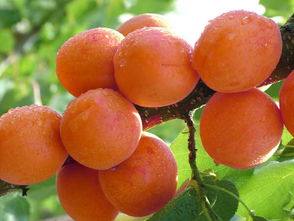 杳的拼音怎么读，银杏的拼音