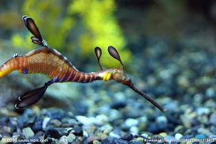 海星海龙海马的功效与作用，海龙海马的功效与作用打粉