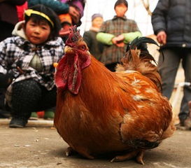 公鸡下蛋是什么意思，公鸡下蛋的故事