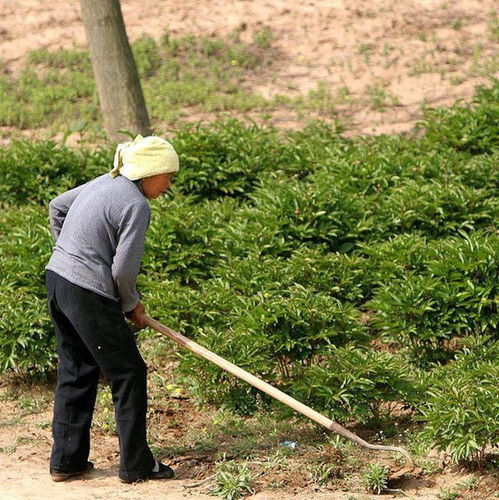 锄锹的拼音怎么写，锄头的拼音和组词