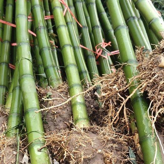 罗汉竹苗怎么种