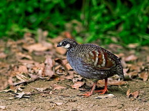 鹧鸪的拼音怎么读，鹧鸪的拼音怎么拼写