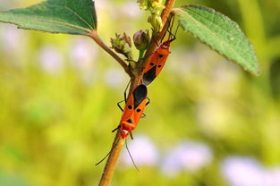 不与夏虫语冰是什么意思，夏虫语冰是什么意思解释