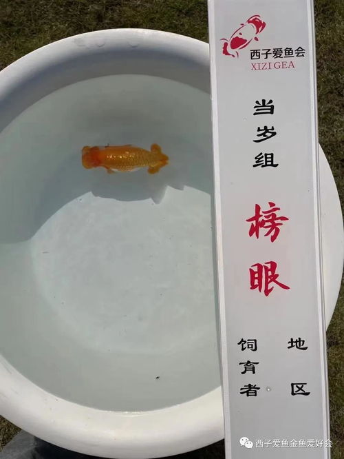 静组词组，守组词