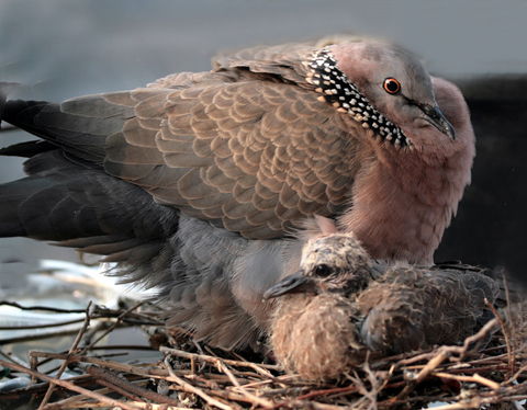 鹁鸪的意思是什么?，鹁鸪这个字怎么读