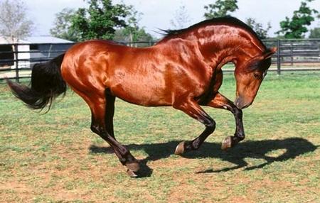 三马同槽，三马读什么字