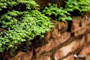 春草年年绿王孙归不归全诗内容，春草年年绿王孙归不归的意思是什么