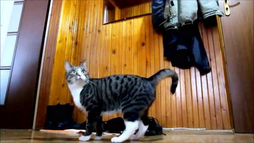 神经猫表情包，神经猫沐浴露怎么样