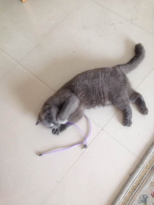 史上最简单的围住神经猫攻略:只需三步就可以围住神经猫