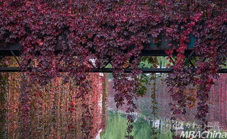 低垂的近义词，低垂的果实