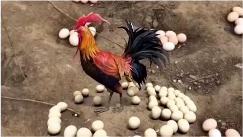 公鸡下蛋歇后语