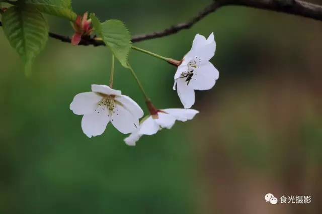 姑娘姑娘我爱你的简谱，姑娘姑娘我爱你歌谱