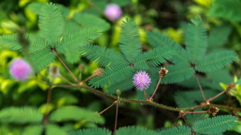 含羞草为什么会害羞请简单的写出原因，含羞草为什么会害羞简单回答