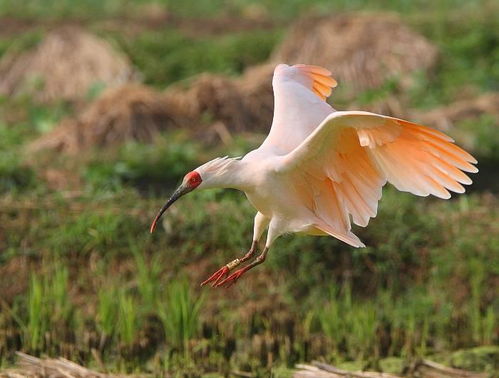朱鹭怎么读，朱鹭造句
