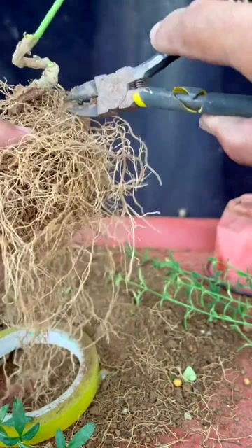 一根绳长4分米,对折三次后,每段长多少?，一根玉米多少克