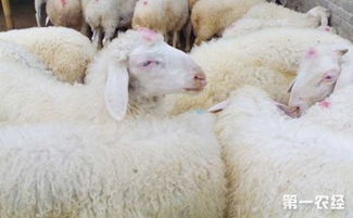 对羊羔体诗歌的看法