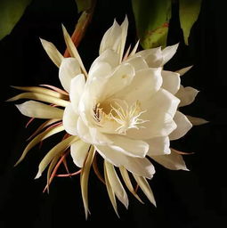 昙花一现下一句是什么，犹如昙花一现是什么意思