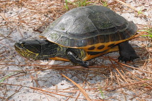 鸡龟的饲养技巧