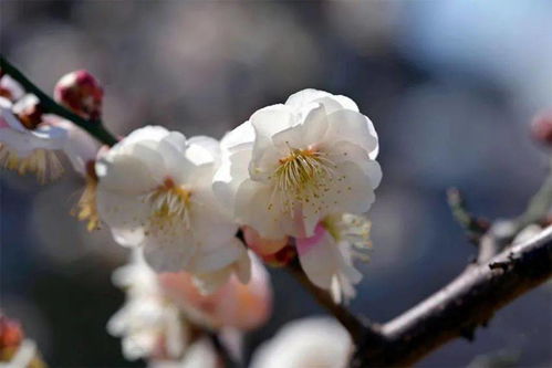 台阁体名词解释，台阁体诗的风格特点是