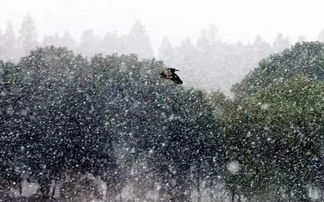 浸染是什么意思 浸染解释