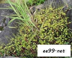 石蝉草的功效与作用图片，石蝉草泡酒的功效