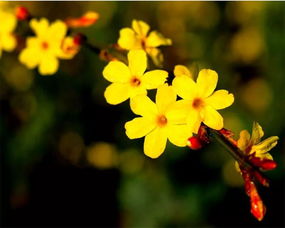 迎春花拼音版古诗，迎春花拼音儿歌