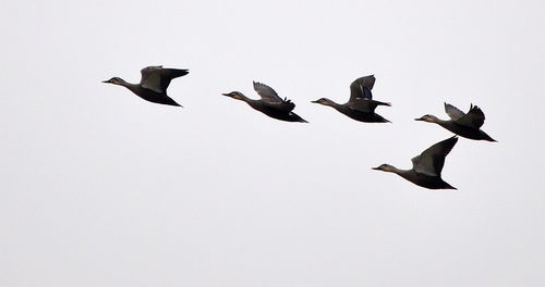 蚕头燕尾这个成语的意思是什么?是什么