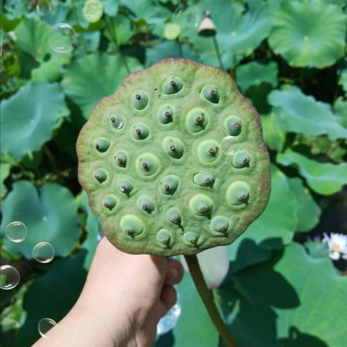 溪头卧剥莲蓬的莲蓬读轻声吗