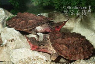 世界上最隐蔽的乌龟看起来像一片枯叶